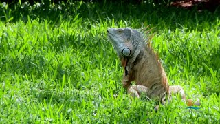 Green Iguanas Turning South Florida Into Jurassic Park [upl. by Zandt]