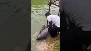 Hugo này bao nhiêu Kg fishing fish carpfishing fishinglife tamtrang cauca bassfishing funny [upl. by Yrak]