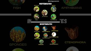 Vertebrates and Invertebrates Animals animals [upl. by Lilia659]