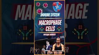 What are Macrophage Cells [upl. by Kahn]