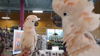 Cockatoos meet each other in pet store hilarity ensues [upl. by Gignac453]