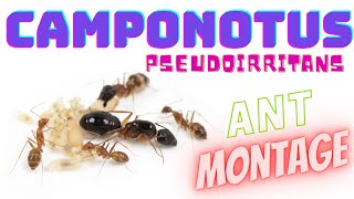 Camponotus Irritans Ant Montage Nanitics  AntsAsia [upl. by Savage]