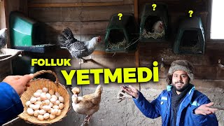 Yumurtalar Arttı Folluk Yetmiyor  Yeni Yuvalar Yaptım  Yavru Tavşan Yuvadan Düşmüş Çiftlik işleri [upl. by Anitra]