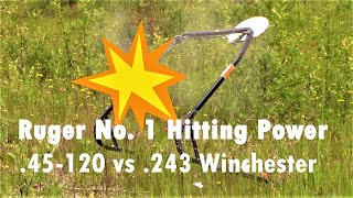 Ruger No 1 Hitting Power  45120 vs 243 Comparison [upl. by Fredie76]