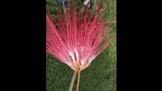 Powder Puff Plant Flower Calliandra Surinamensisshorts From Hawaii Islands [upl. by Eltsirhc]