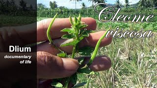 Asian spiderflower Cleome viscosa [upl. by Neesay298]