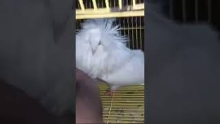 Jacobin pigeon video like karo or subscribe v dost 🥰 newsong punjabisong swearin aaugh [upl. by Fiora]