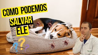 Como curar cachorro com doença do carrapato [upl. by Odeen]