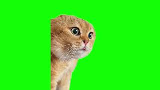 Green Screen Talking Cat Meme [upl. by Erbes908]