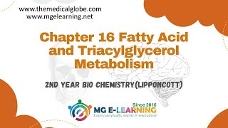 Chapter 16 Fatty Acid and Triacylglycerol Metabolism Lipid Metabolism Lippincott [upl. by Willner]