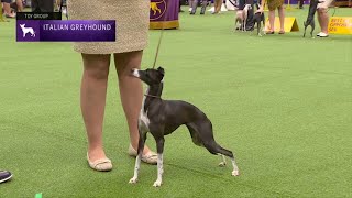 Italian Greyhounds  Breed Judging 2023 [upl. by Enialehs]