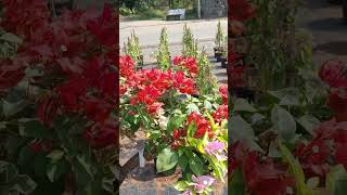 Grafted bogunvillea  multicolor grafted plants  visit nursery [upl. by Rebliw]