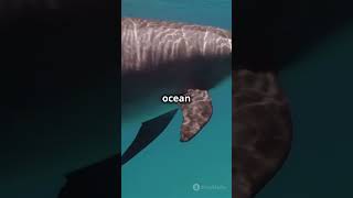 Echolocation How Bats Dolphins and Other Animals See with Sound facts AmazingFacts Science [upl. by Keenan447]