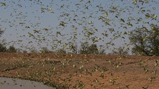 Biggest Swarm of Budgies [upl. by Gunn]