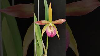 Brassavola nodosa x Cattleya Bright Angel anggrek orchids [upl. by Alket699]