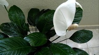 Spathiphyllum Hybriden oder Einblatt als Zimmerpflanze [upl. by Nesyt]