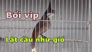 SIÊU PHẨM BỔI VIP  LẬT CẦU NHƯ GIÓ  CHÀO MÀO BỔI VIP MẪU CHIM THI ĐẤU TRƯỜNG TƯƠNG LAI  1911 [upl. by Hoyt]