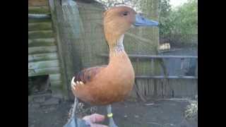 My pet Fulvous Whistling duck [upl. by Neras]