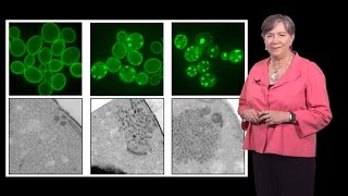 Susan Lindquist Whitehead MIT  HHMI 1b Protein Folding in Neurodegenerative Disease [upl. by Naxor]