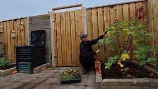 moestuin in het najaar november maand met exotische fruitbomen kijk amp like deze vijgenboom video [upl. by Nani]