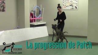 Chien réactif 3 La progression de Patch le Pittbull [upl. by Hgielsel]