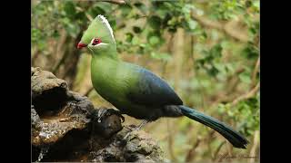 Knysna Turaco call [upl. by Seligmann]