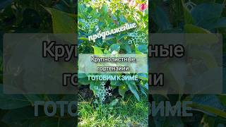 ❄️🌿💮Готовим к зиме macrophylla крупнолистнаягортензия hydrangea ga garden гортензия сад [upl. by Aicia]