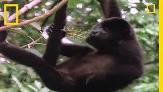 Worlds Loudest Animals Howler Monkeys  National Geographic [upl. by Narda]