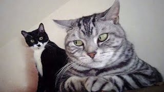 The Most Over DRAMATIC CATS Ever 😂 Funny Cat Videos of 2024 😹 [upl. by Pond]