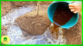 Using sheep Manure in the Garden  why its the best compost [upl. by Arrol]