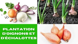 Comment planter les oignons et les échalottes [upl. by Hsirt]