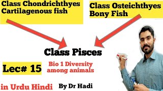 Class Pisces or Class Chondrichthyes and osteichthyes bony fish and cartilaginous fish [upl. by Brok838]