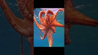 How dangerous are octopuses [upl. by Sabu]