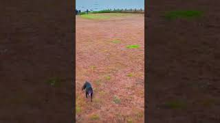 Fort Bragg Hollys Ocean Meadow 8924 drone dronefootage dronevideo djimini4pro [upl. by Ahtiuqal]