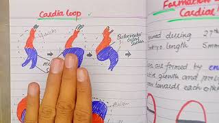 Septum formation in Truncus Arteriosus and Conus Cordis  CVS Embryology lectures Drsafwan Naveed [upl. by Nylssej]