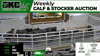 6252024  OKC West Calf and Stocker Auction [upl. by Akemit]