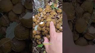 Surprising facts about mushrooms mushroomsurprisingfactsfungifungusamanitaoystermushrooms [upl. by Ewens717]