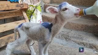 Cordero bebé tomando leche ❤ [upl. by Decamp]