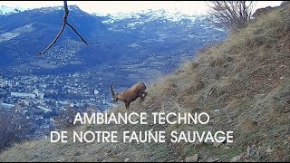 Ambiance Techno de notre Faune Sauvage  Hauteurs Mauriennaises [upl. by Keelby]