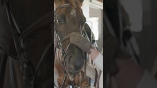 How to properly put on a noseband 🤠✔️ [upl. by Culbert]