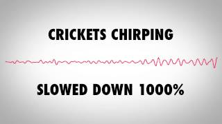 Crickets Chirping Slowed Down 1000 [upl. by Eveneg773]