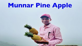 Pine apple in Munnar kerala munnar photo point  kerala tourist place Munnar tea garden LOK SINGH [upl. by Naret]