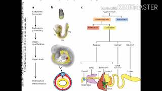 Easy ways to remember the organs form from endoderm ectoderm and mesoderm [upl. by Richard287]