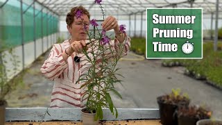 How to Prune Back Early Flowering Perennials for a Rebloom [upl. by Bower]