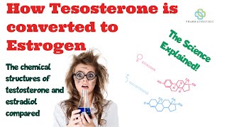 How Testosterone is converted to Estradiol or Oestrogen estrogen by the aromatase enzyme in fat [upl. by Chu]