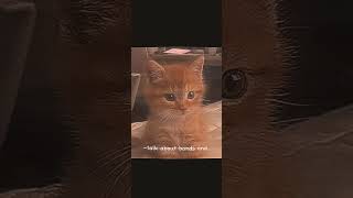 I luv The Moldy Peaches cats edit TheMoldyPeaches blackcat orangecats tabycat [upl. by Oirasor761]