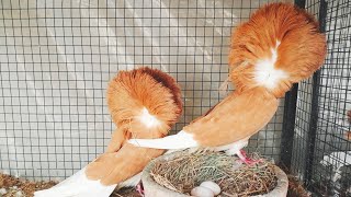 Yellow Jacobin Pigeons Ny Egg Dy Duy l Fancy Pigeons Breeding Progress l Pets Vellog [upl. by Notxed]