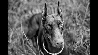 Der Dobermann vom Welpen bis zum ausgewachsenem Hund Doku deutsch [upl. by Nodyroc]