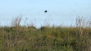 RedWinged Blackbird Defends Nest Against Raiding Crow [upl. by Kittie]