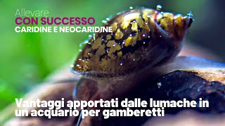 Vantaggi apportati dalle lumache in un acquario per gamberetti caridine neocaridine cambarellus [upl. by Aleris]